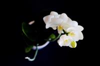 White Orchid�